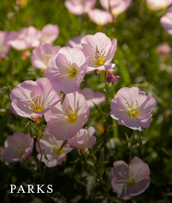 parks